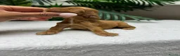 Cocker Spaniel Inglés perros en venta: 💙 COCKER SPANIEL INGLÉS 💙 - Anuncio 3