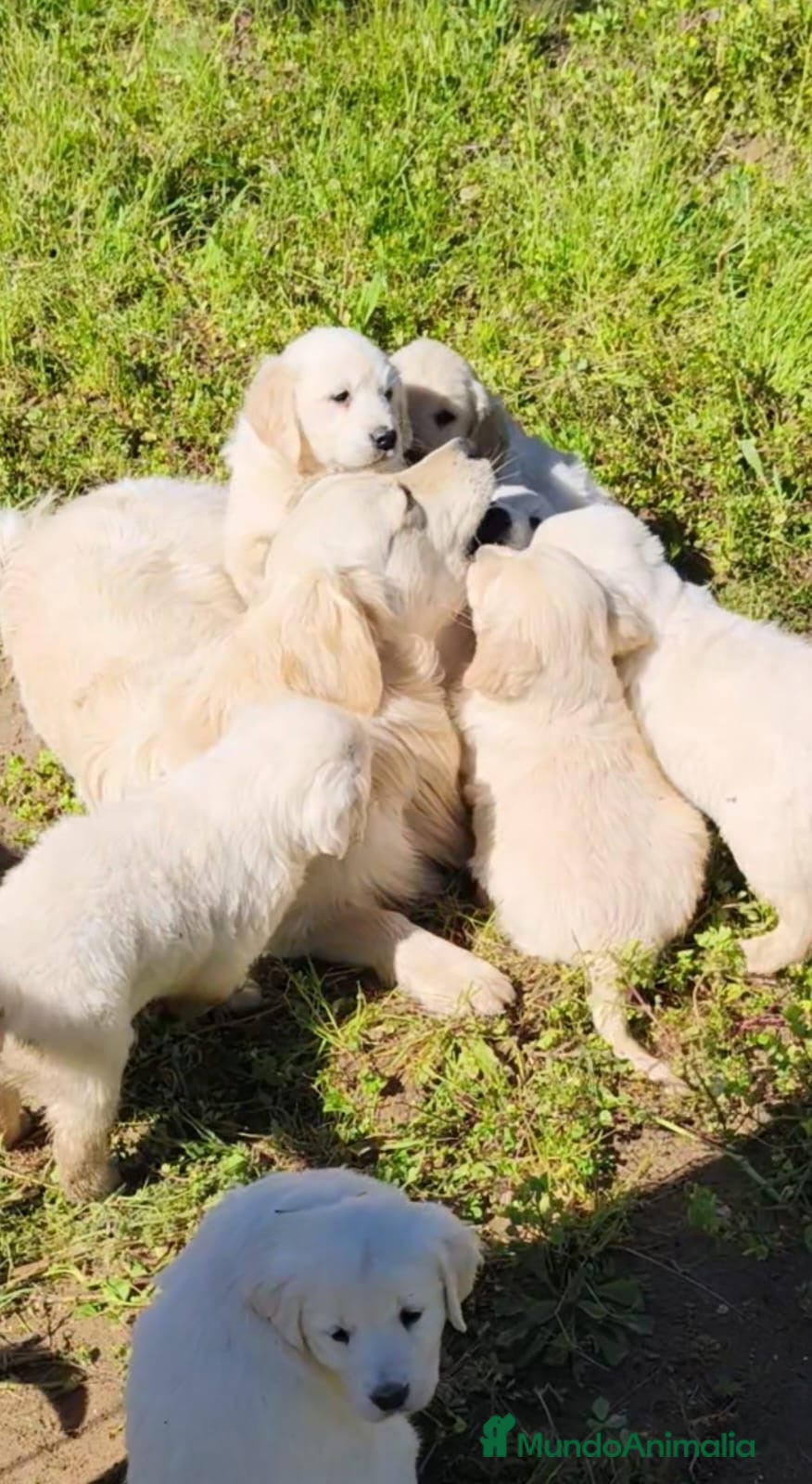 Golden Retriever perros Cachorros Golden Retriver - Anuncio 1