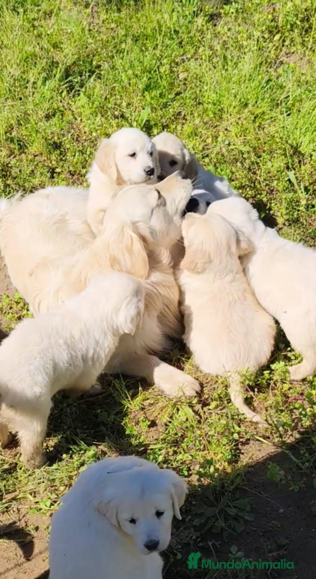 Golden Retriever perros en venta: Cachorros Golden Retriver - Anuncio 1