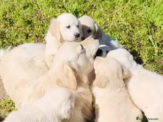 Golden Retriever perros Cachorros Golden Retriver - Anuncio 1