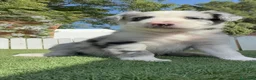 Border Collie perros en venta: CAMADA BORDER COLLIE MERLE - Anuncio 28