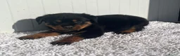 Rottweiler perros en venta:  Rottweiler  en Sevilla - Anuncio 25