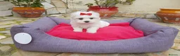 Bichón Maltés perros en venta: Bichón Maltés  - Anuncio 5
