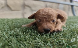 Caniche Toy perros en venta: Cachorritos Caniche Toy Rojo  - Imagen 6