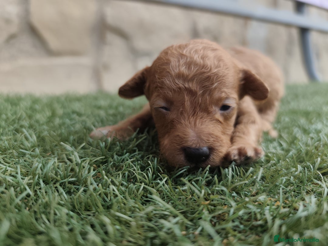 Caniche Toy perros en venta: Cachorritos Caniche Toy Rojo  - Imagen 6