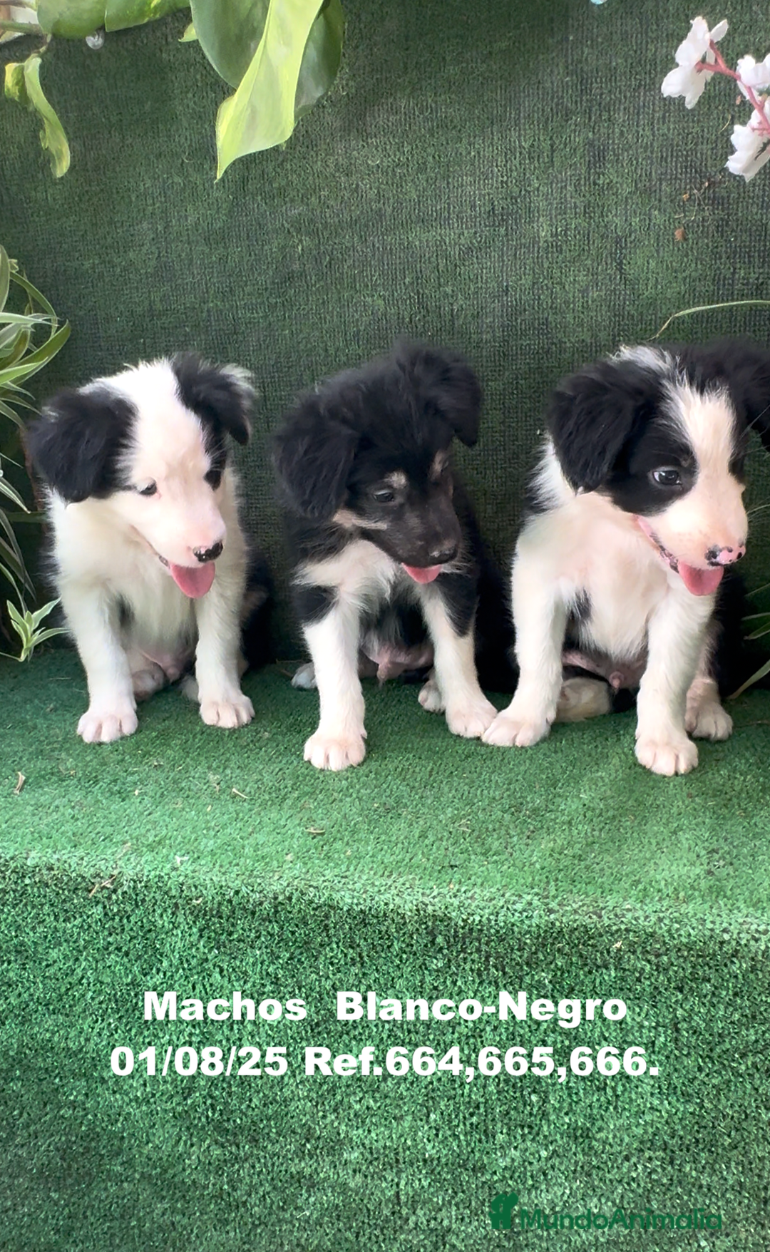 Border Collie perros en venta: Border Collie De Villa Biznaga - Imagen 2