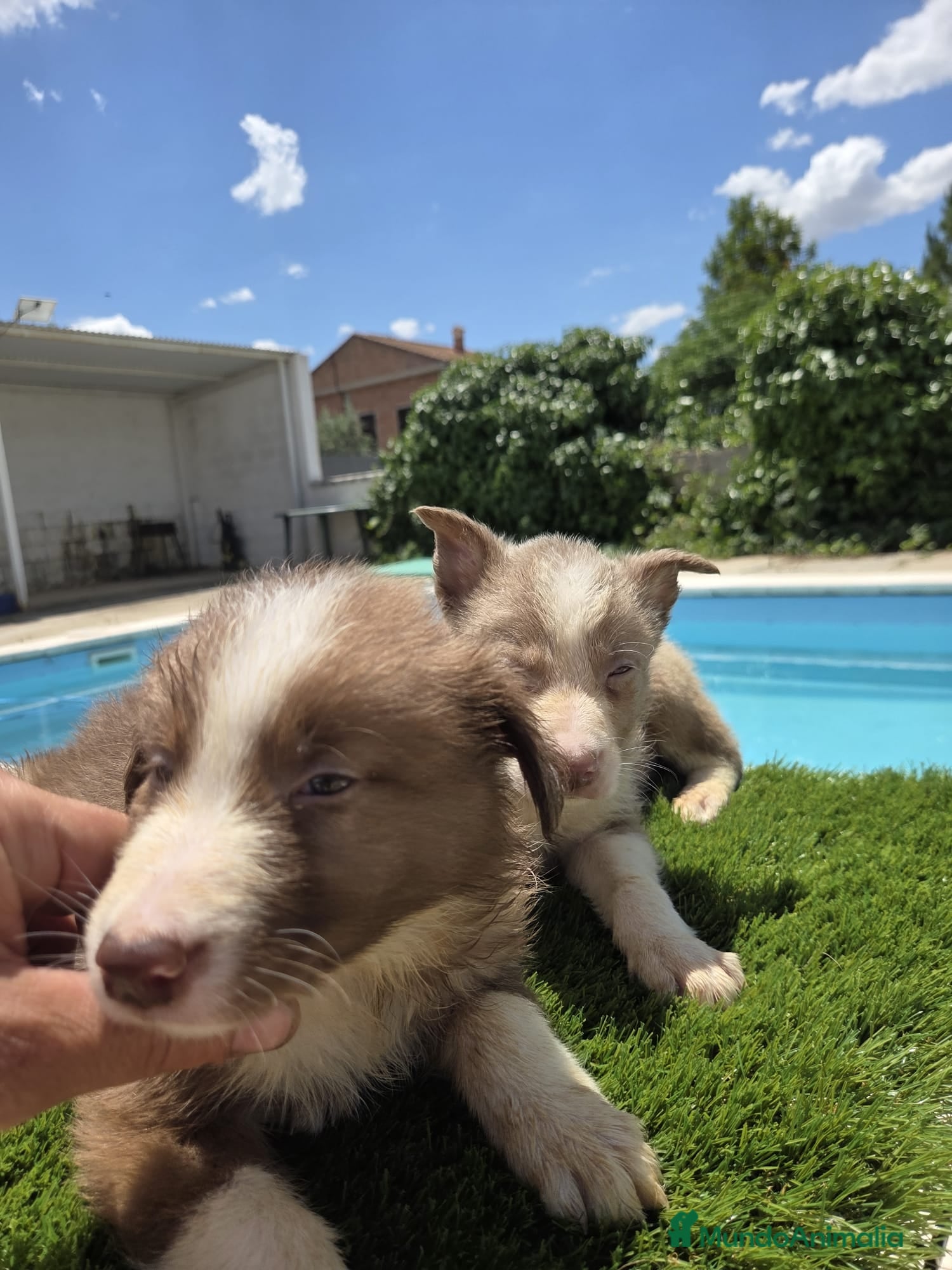 Border Collie perros en venta: Disponibles Border collies Chocolates y lilac - Anuncio 4