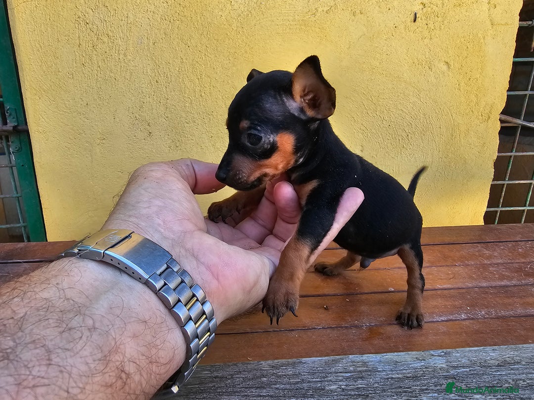 Pinscher Miniatura perros en venta: Espectaculares mini pincher  - Anuncio 2