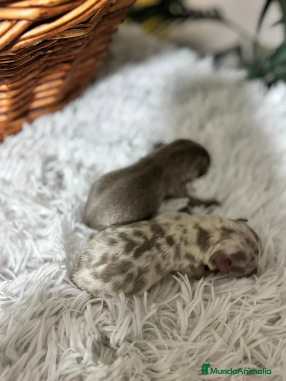 Chihuahua perros en venta: CHIHAUHUA MACHO- COLORES EXOTICOS - Anuncio 8