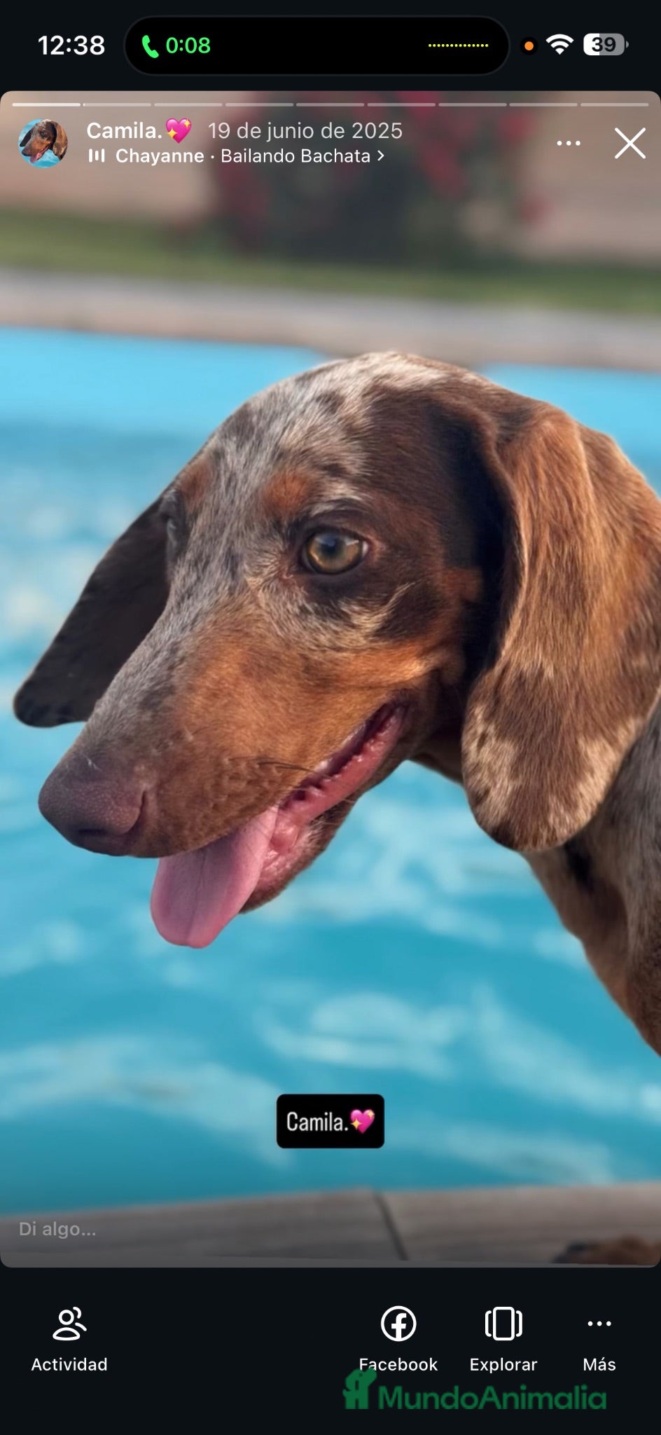 Teckel Miniatura perros Excelente camada de Teckel chocolate y arlequín  - Anuncio 1
