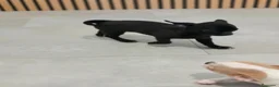 Chihuahua perros en venta: Chihuahua Toy Machitos - Anuncio 3