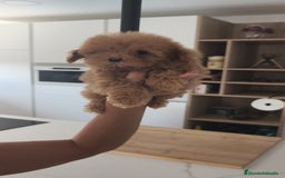 Caniche Toy perros en venta: Caniche Toy excelente  - Imagen 3