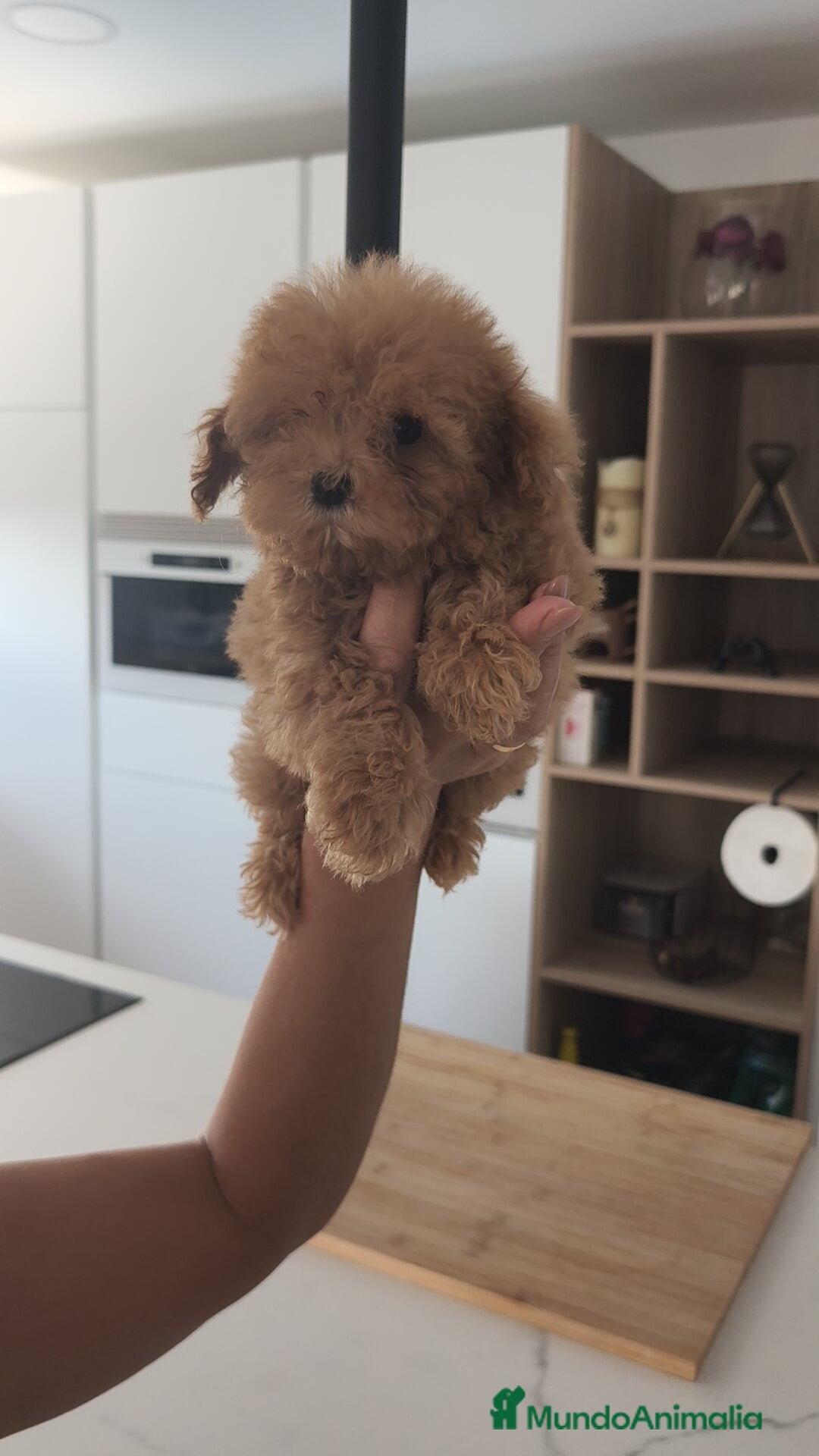 Caniche Toy perros en venta: Caniche Toy excelente  - Imagen 3