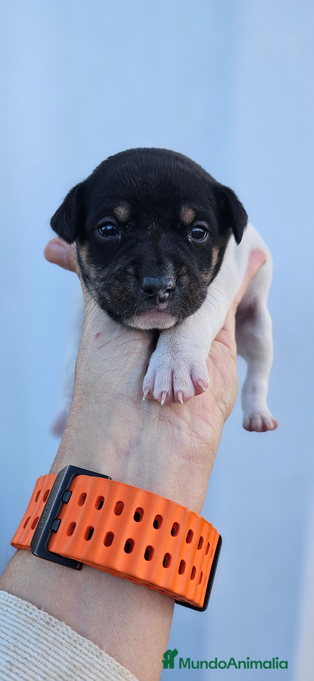 Ratonero Bodeguero Andaluz perros en venta: Ratonero bodeguero andaluz - Anuncio 7