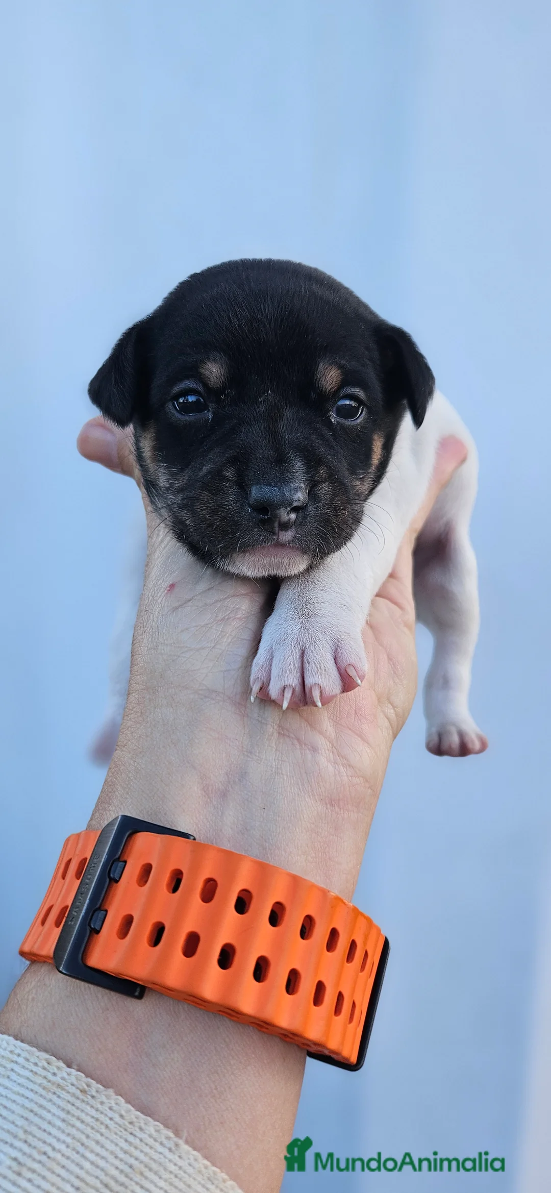 Ratonero Bodeguero Andaluz perros en venta: Ratonero bodeguero andaluz - Anuncio 7