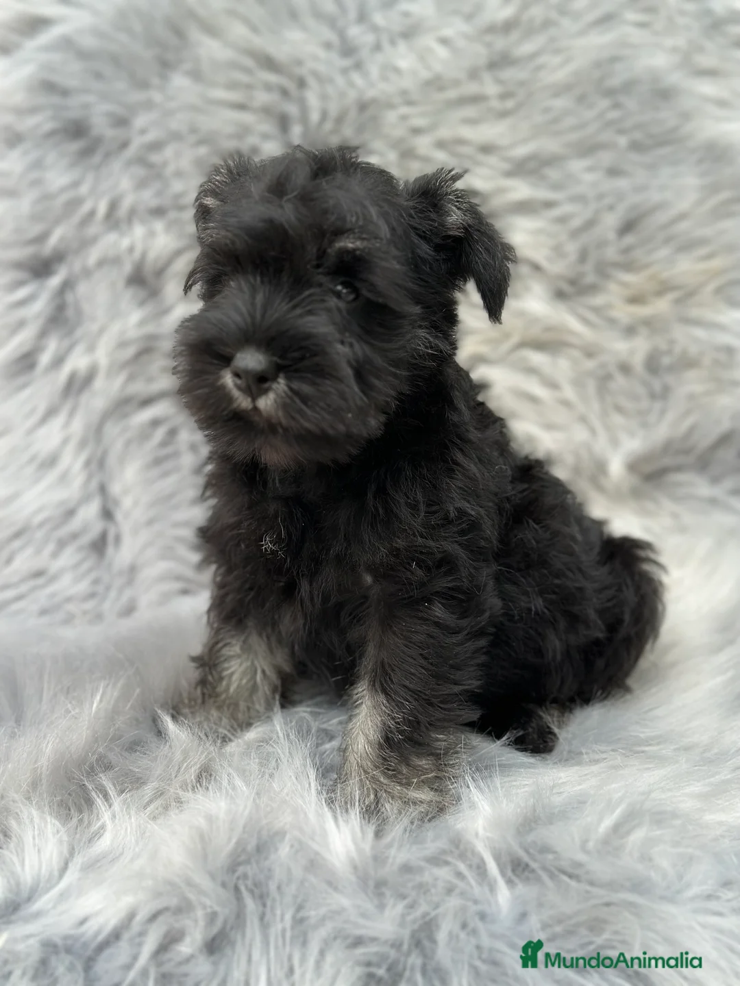 Schnauzer Miniatura perros en venta: SCHNAUZER NEGRO Y PLATA CALIDAD en Barcelona - Anuncio 3
