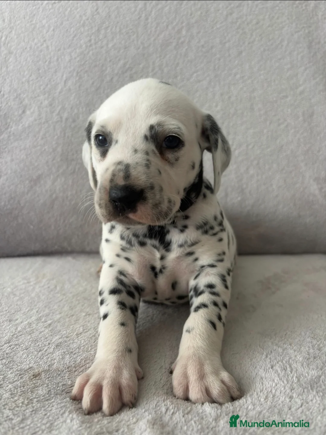 Dálmata perros en venta: Se venden dalmatas de máxima calidad - Anuncio 2