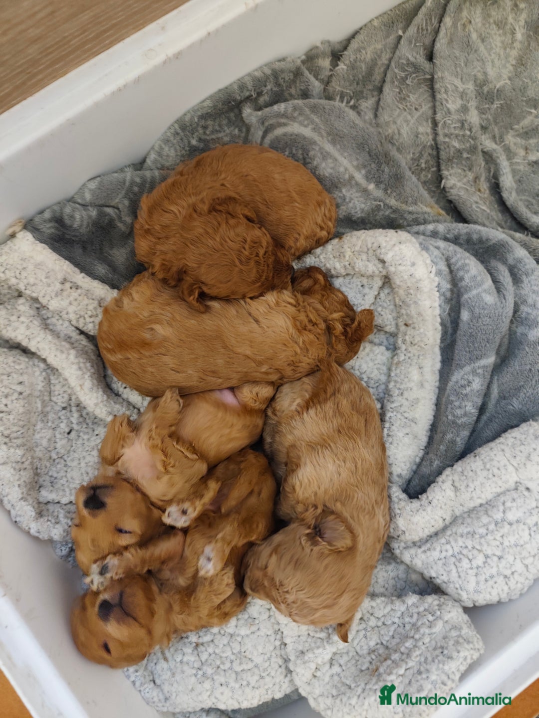 Caniche Toy perros en venta: 🐾 CANICHE TOY HEMBRA APRICOT – CRIADA CON AMOR 🐾 - Anuncio 7