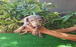 Teckel Miniatura perros en venta: Teckel arlequín mini - Imagen 8