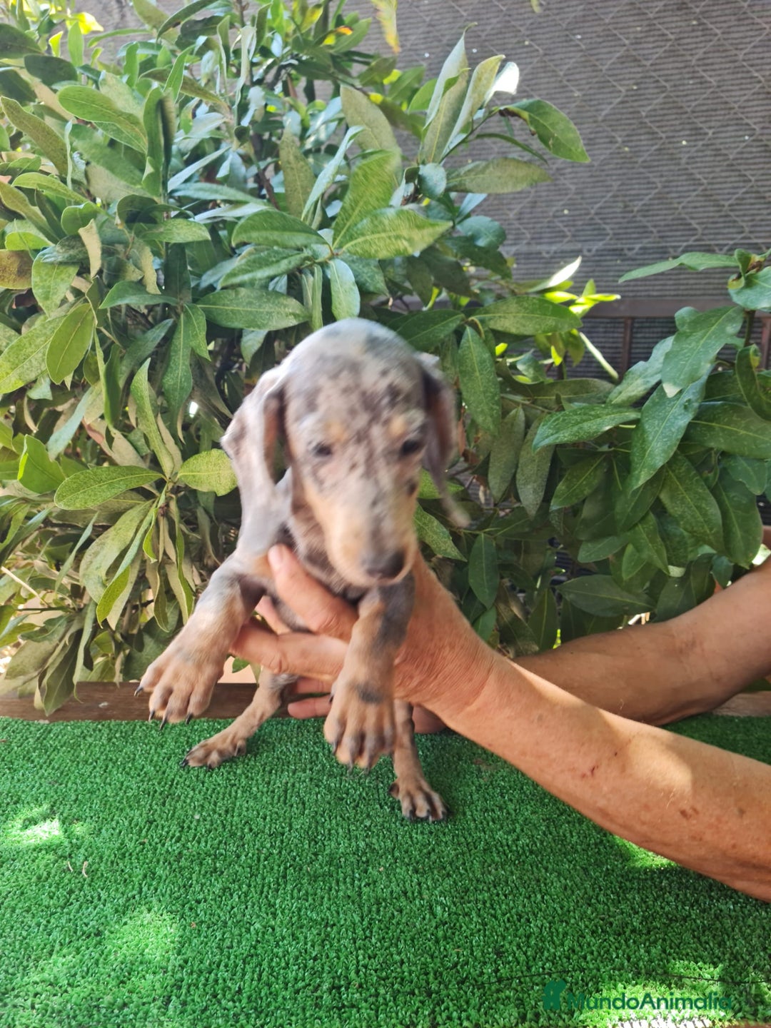 Teckel Miniatura perros en venta: Teckel arlequín mini - Imagen 8