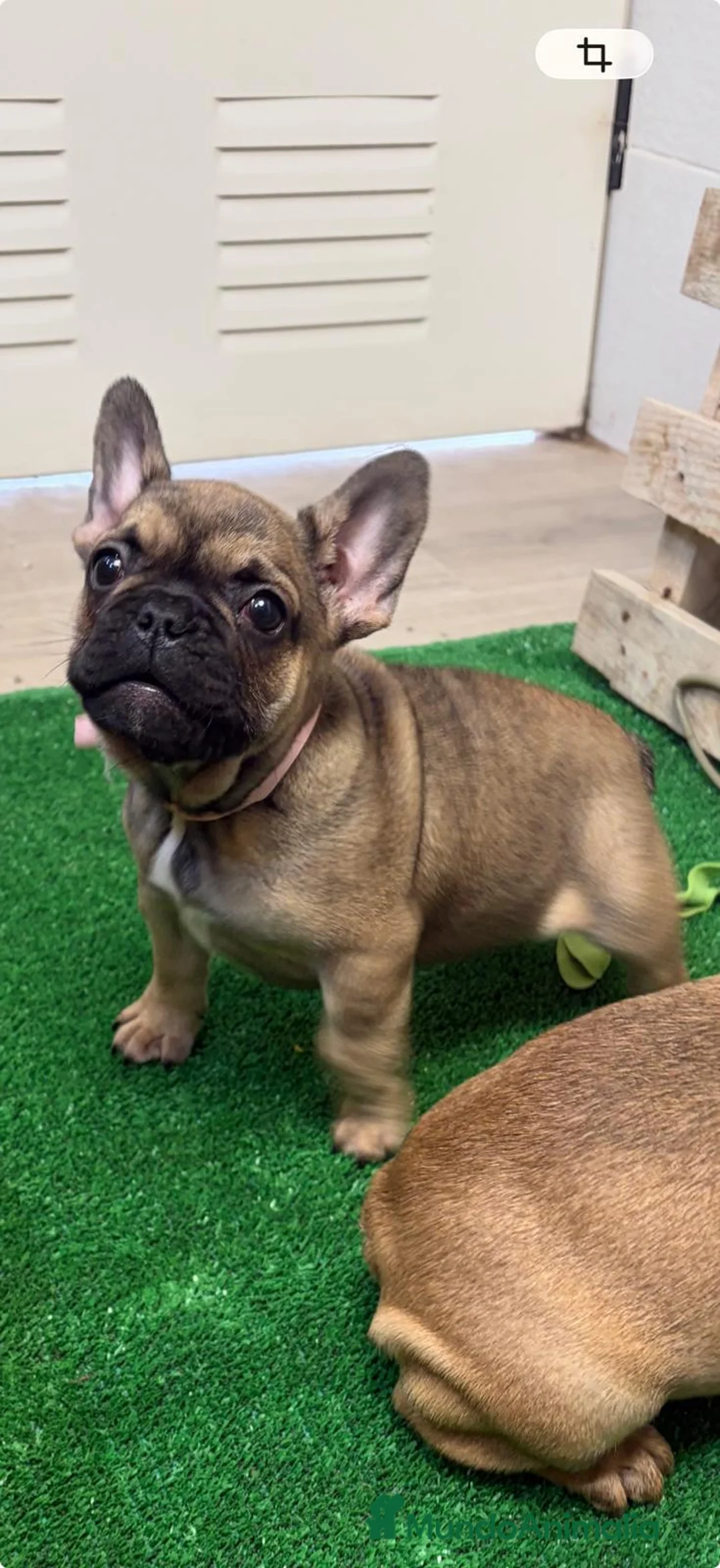 Bulldog Francés perros en venta: Bulldog francés  - Anuncio 2