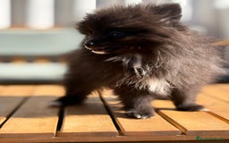 Pomerania perros en venta: Lulu pomerania MICRO  - Imagen 6