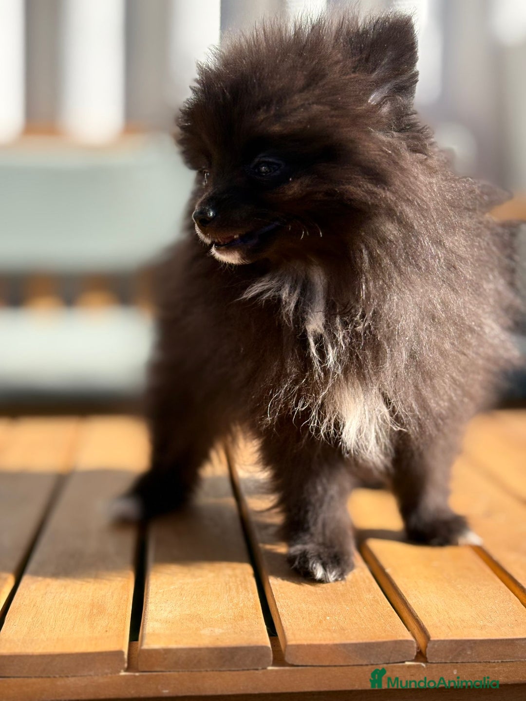 Pomerania perros en venta: Lulu pomerania MICRO  - Imagen 6