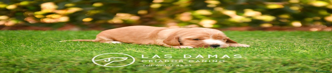 Cocker Spaniel Inglés Hembra dorada