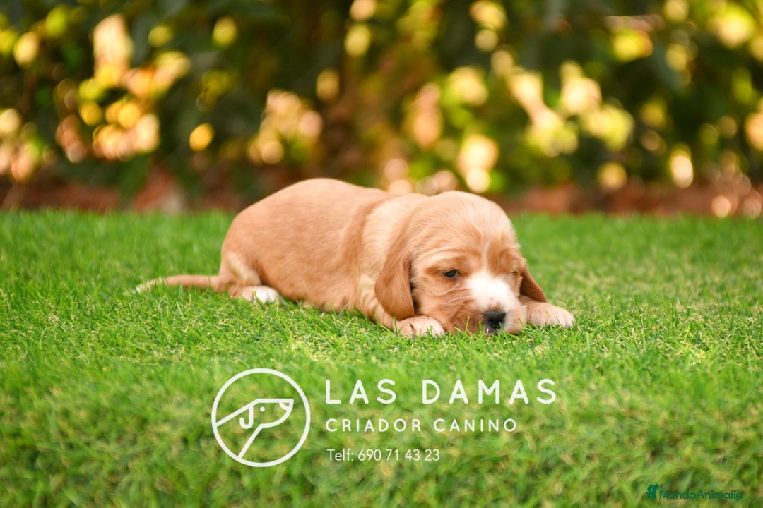 Cocker Spaniel Inglés perros en venta: Cachorros de cocker spaniel inglés disponibles.  - Imagen 4