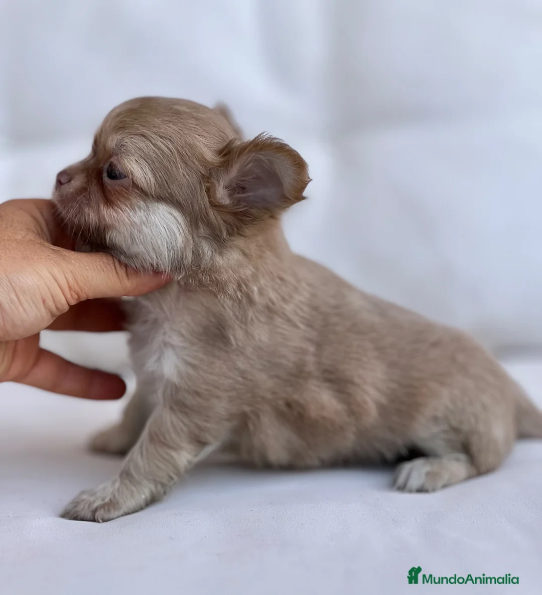 Chihuahua perros en venta: MACHITO TRICOLOR LILAC DE PELO LARGO - Anuncio 2