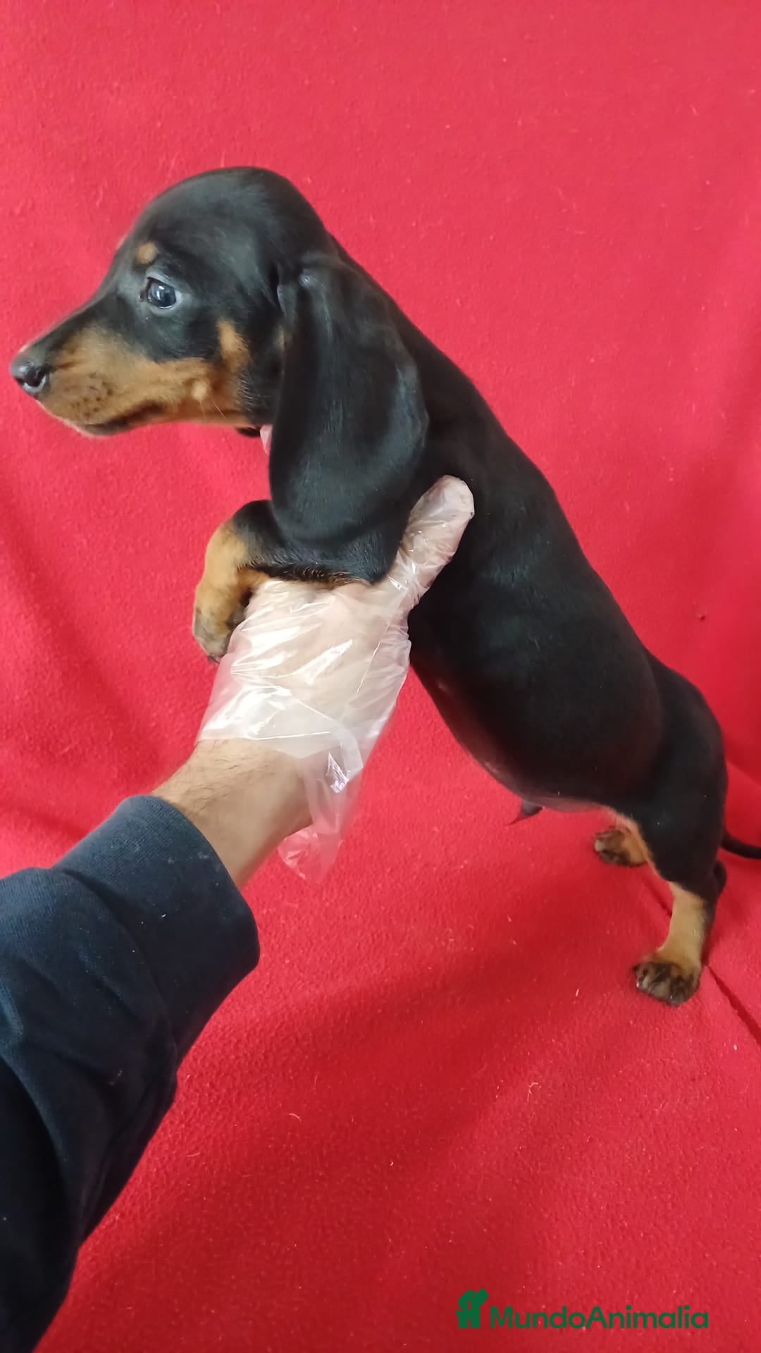 Teckel Miniatura perros Teckel Mini Negro y Fuego  - Anuncio 2