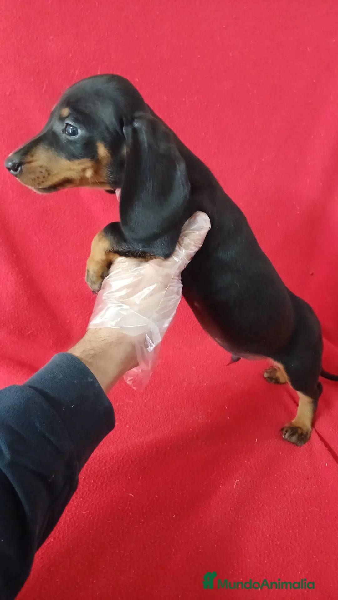 Teckel Miniatura perros en venta: Teckel Mini Negro y Fuego  - Anuncio 2