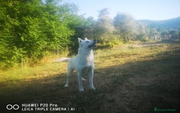 Husky Siberiano perros en adopcion: Husky siberiano en Adopción  - Imagen 4