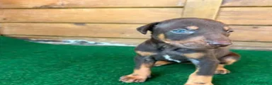 Dobermann 1