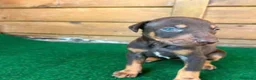 Dobermann perros en venta: Dobermann - Anuncio 13