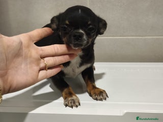 Chihuahua perros Chihuahua - Anuncio 2