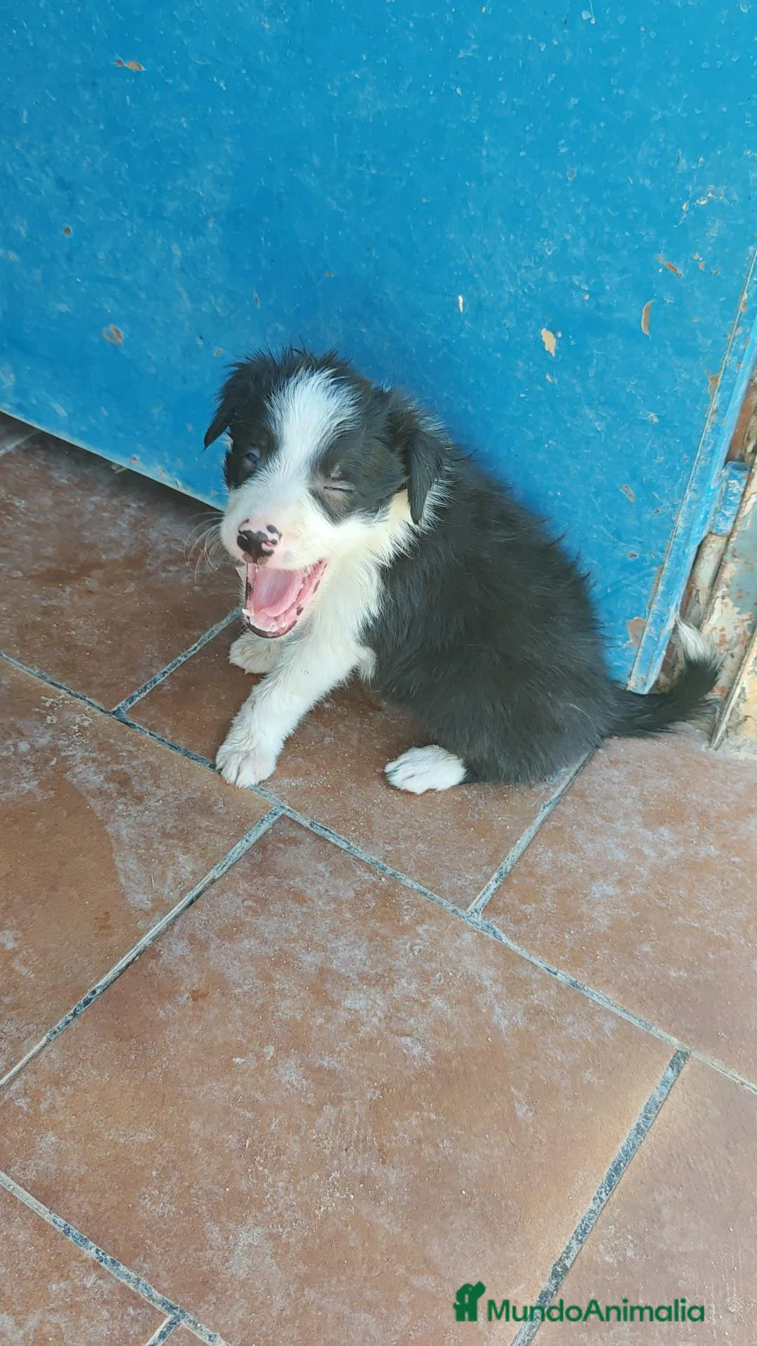 Border Collie perros en adopcion: Preciosos bebés - Anuncio 2