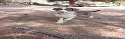 Pastor Australiano perros en venta: PASTOR AUSTRALIANO  - Anuncio 18