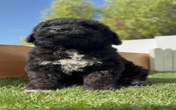 Perro de Agua Español perros en venta: PERRO DE AGUA ESPAÑOL HEMBRA - Imagen 22
