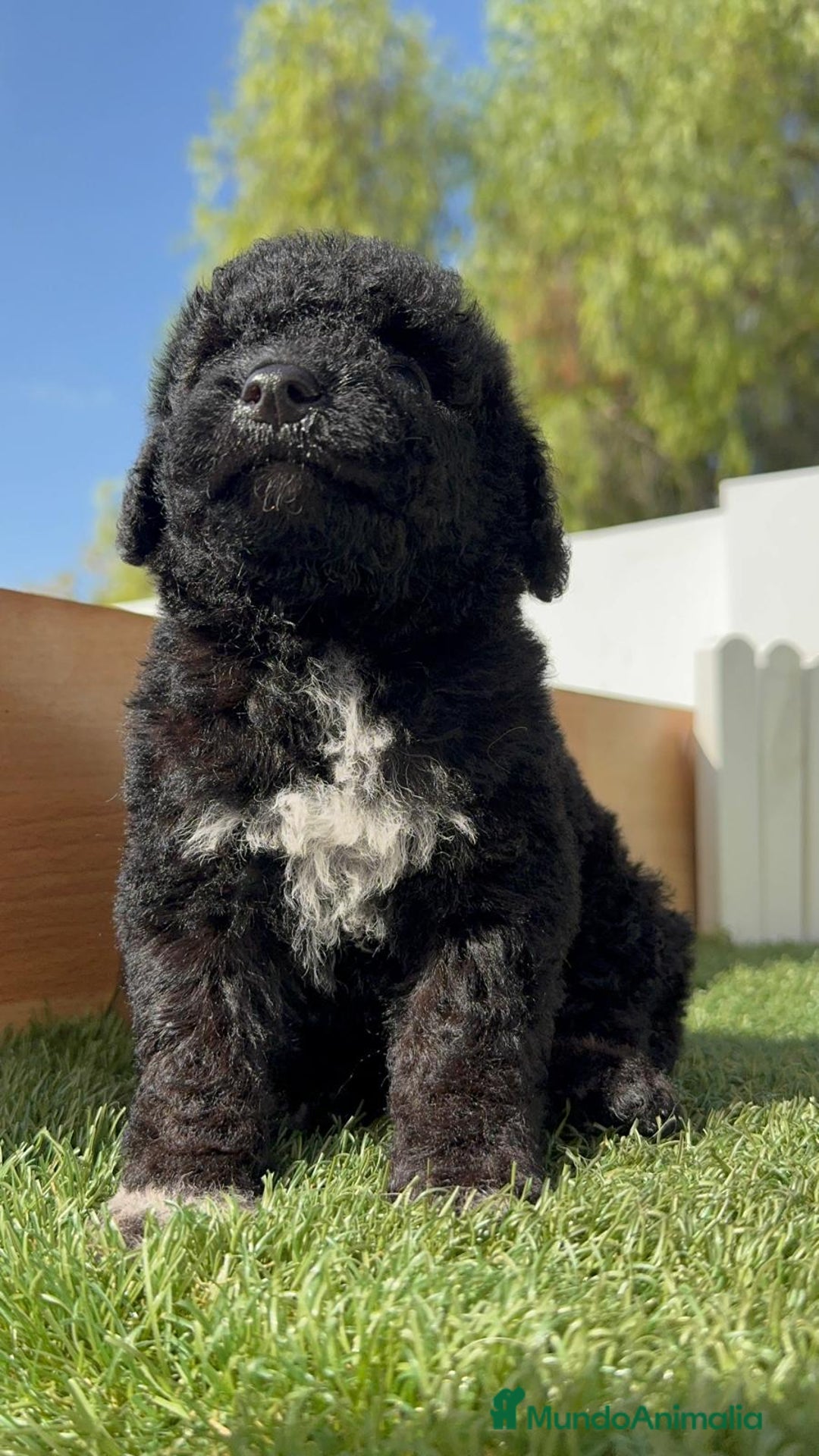 Perro de Agua Español perros en venta: PERRO DE AGUA ESPAÑOL HEMBRA - Imagen 22