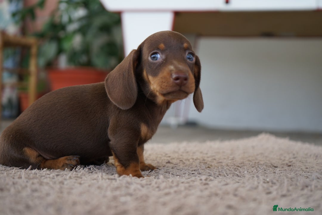 Teckel Miniatura perros en venta: ✨ Cacao y Bomgo – Tekel chocolate ✨ - Imagen 1
