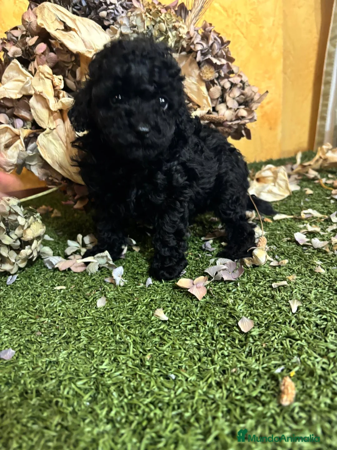 Caniche Toy perros en venta: Caniche Toy Hembra Negra azabache - Anuncio 6