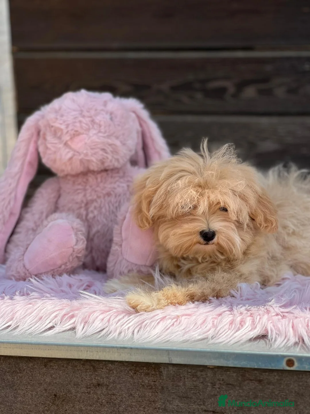 Maltipoo perros en venta: Maltipoo - Anuncio 8
