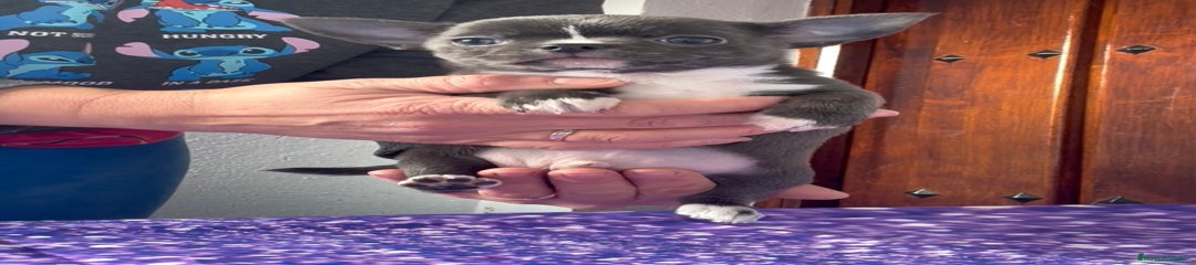 Chihuahua Cachorro 1