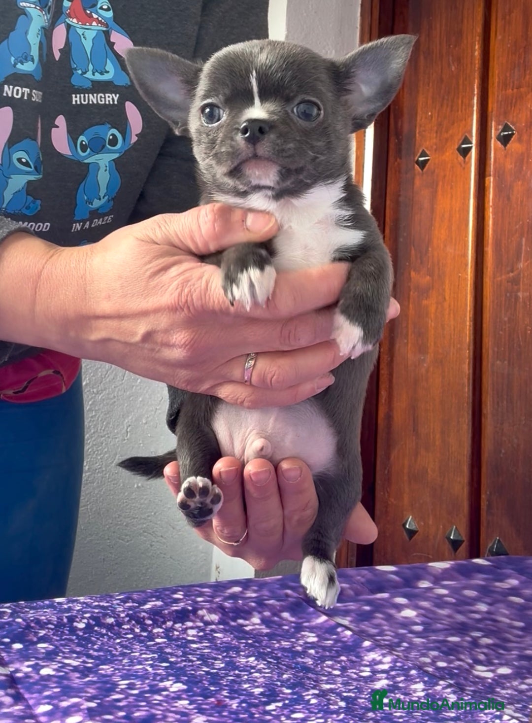 Chihuahua perros en venta: Excelentes chihuahuas azules - Imagen 1