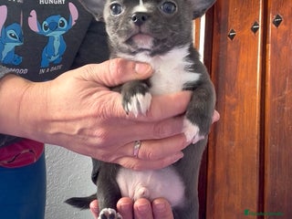 Chihuahua perros - Anuncio 1