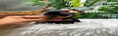 Yorkshire Terrier 3