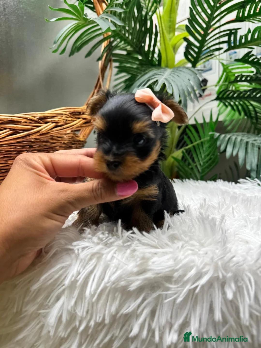 Yorkshire Terrier perros en venta: YORKSHIRE TERRIER HEMBRAS - Anuncio 37