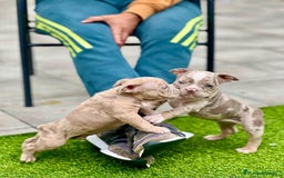 American Bully perros en venta: American bully bebés preciosos - Imagen 24