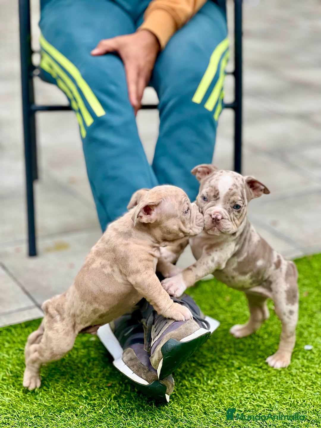 American Bully perros en venta: American bully bebés preciosos - Imagen 24